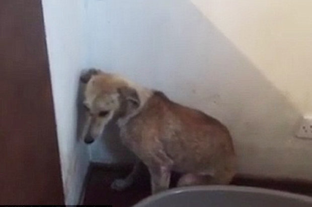 Heartbreaking-Video-Abused-Dog-Faces-Only-the-Corner-of-the-Room-2