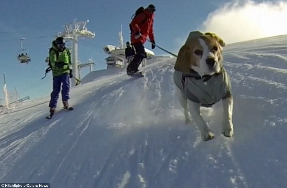 Meet-Eli-The-Adorable-Beagle-That-Loves-Snow-and-Skiing-With-Her-Owners-1