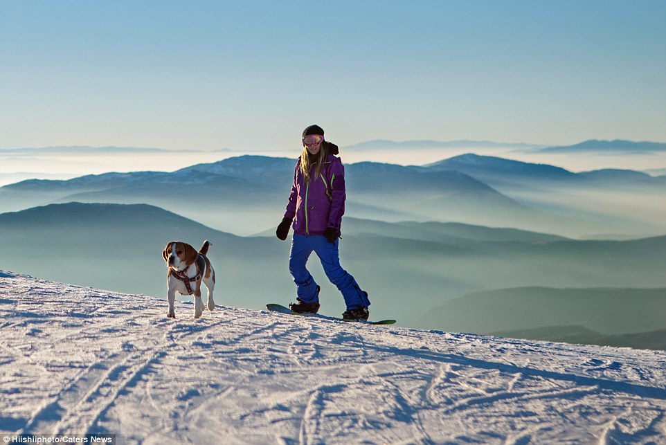 Meet-Eli-The-Adorable-Beagle-That-Loves-Snow-and-Skiing-With-Her-Owners-3