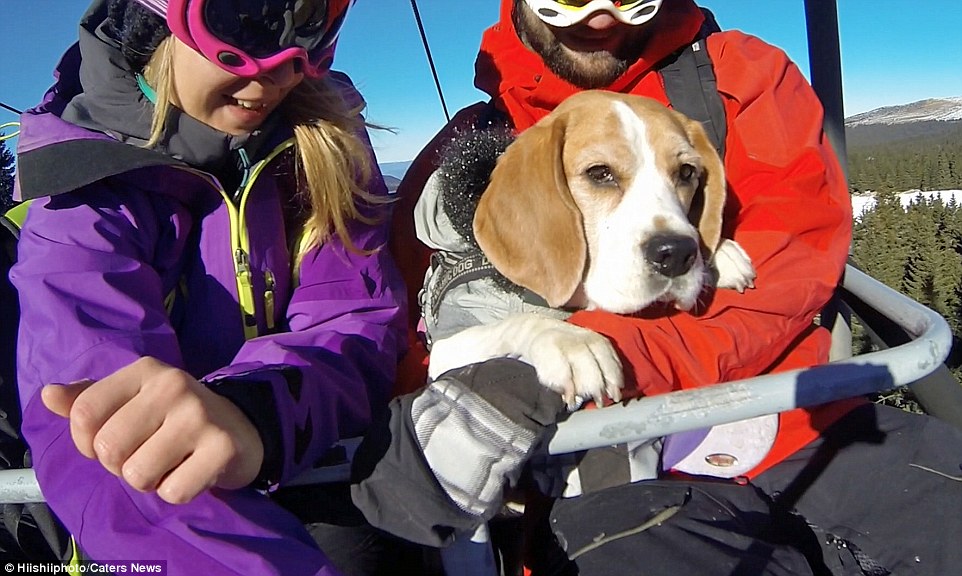 Meet-Eli-The-Adorable-Beagle-That-Loves-Snow-and-Skiing-With-Her-Owners-4