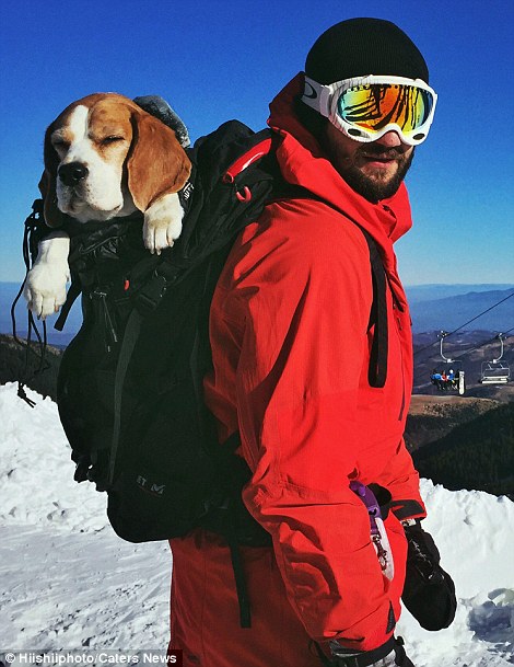 Meet-Eli-The-Adorable-Beagle-That-Loves-Snow-and-Skiing-With-Her-Owners-5