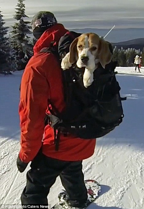 Meet-Eli-The-Adorable-Beagle-That-Loves-Snow-and-Skiing-With-Her-Owners-8