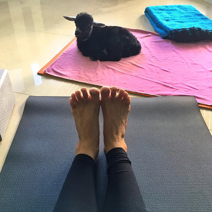 Meet-the-Most-Adorable-Yoga-Partners-Ever-4
