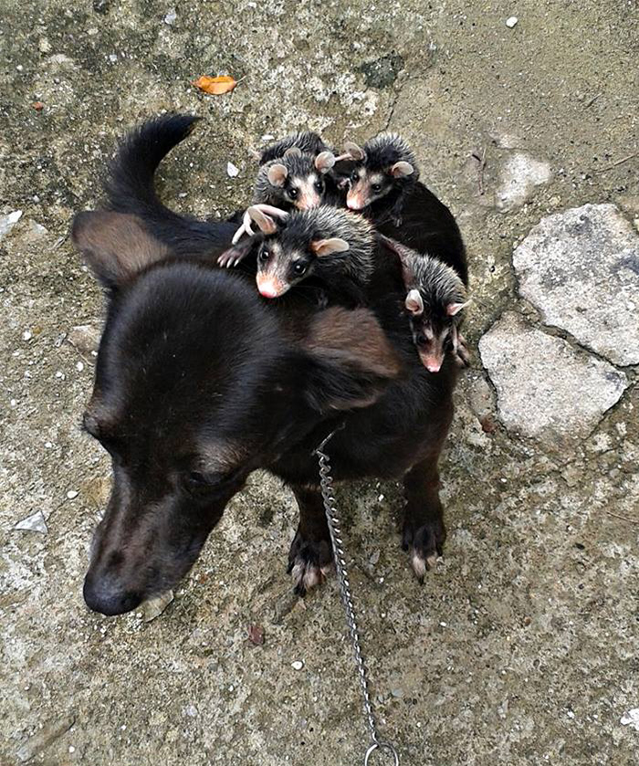 True-Animal-Love-Dog-Adopts-Orphaned-Opossums-1