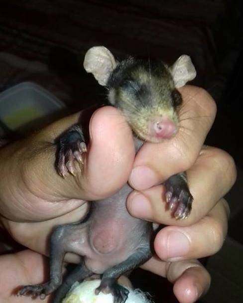 True-Animal-Love-Dog-Adopts-Orphaned-Opossums-2