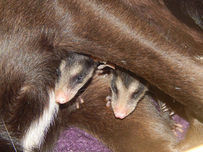 True-Animal-Love-Dog-Adopts-Orphaned-Opossums-5