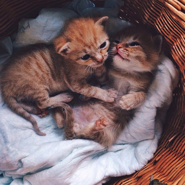 Two-Adopted-Ginger-Cats-are-Taking-Over-the-Internet-With-Their-Cuteness-1