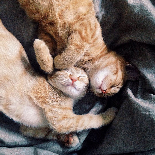 Two-Adopted-Ginger-Cats-are-Taking-Over-the-Internet-With-Their-Cuteness-12