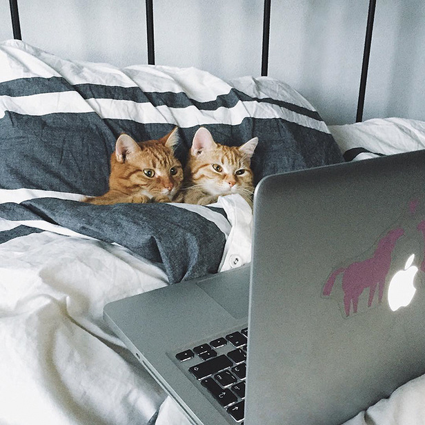 Two-Adopted-Ginger-Cats-are-Taking-Over-the-Internet-With-Their-Cuteness-16