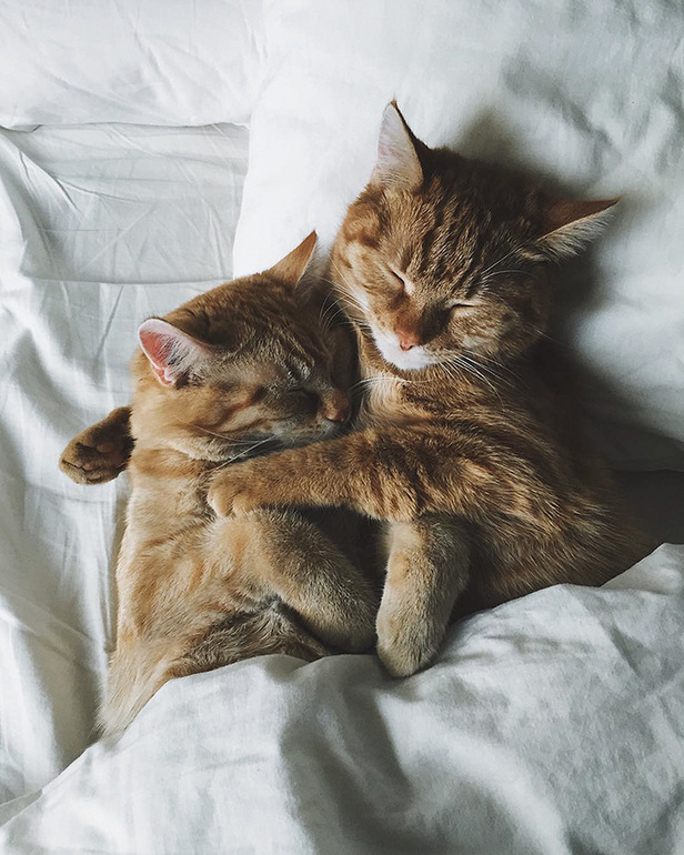 Two-Adopted-Ginger-Cats-are-Taking-Over-the-Internet-With-Their-Cuteness-8