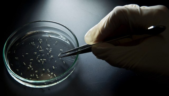 Virus-Alert-Zika-Virus-is-Spreading-Fast-Learn-the-Symptoms-and-How-to-Treat-It-1