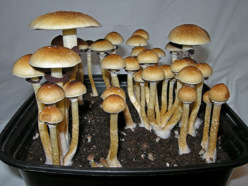 A-Compound-Found-in-Psychedelic-Mushrooms-Can-Grow-and-Repair-Brain-Cells-1.jpg