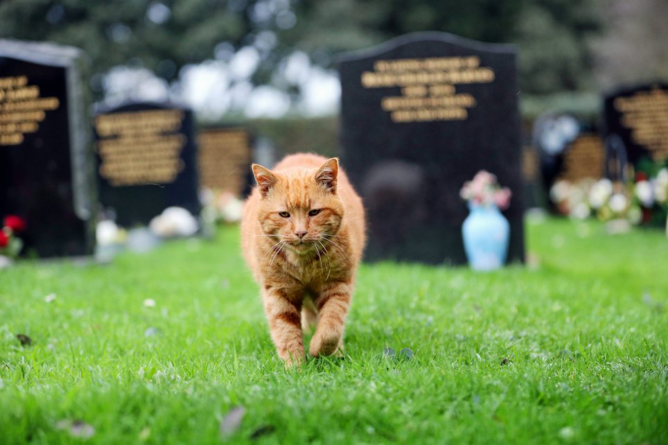 Barney the cemetery cat who has consoled mourners for 20 years.