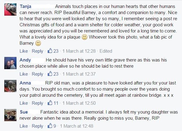 Barney-The-Cat-that-Gave-Comfort-to-Mourning-People-Has-Died-2
