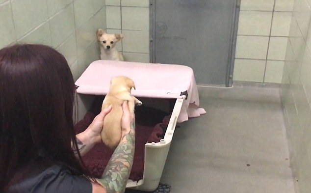 Heartwarming-Reunion-Video-A-Devastated-Little-Dog-Gets-Reunited-with-Her-Puppies-1