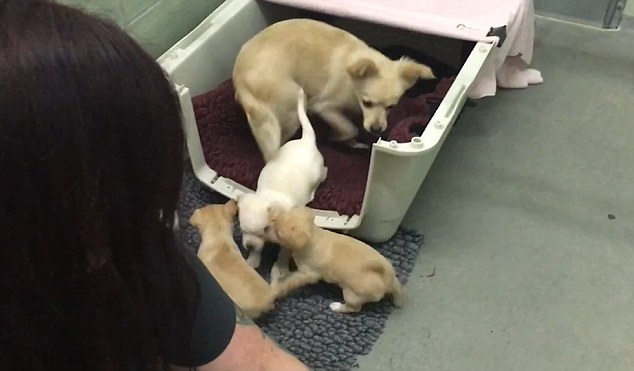 Heartwarming-Reunion-Video-A-Devastated-Little-Dog-Gets-Reunited-with-Her-Puppies-2