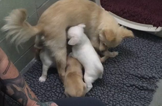 Heartwarming-Reunion-Video-A-Devastated-Little-Dog-Gets-Reunited-with-Her-Puppies-3