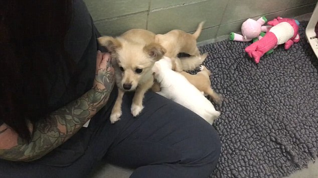 Heartwarming-Reunion-Video-A-Devastated-Little-Dog-Gets-Reunited-with-Her-Puppies-4