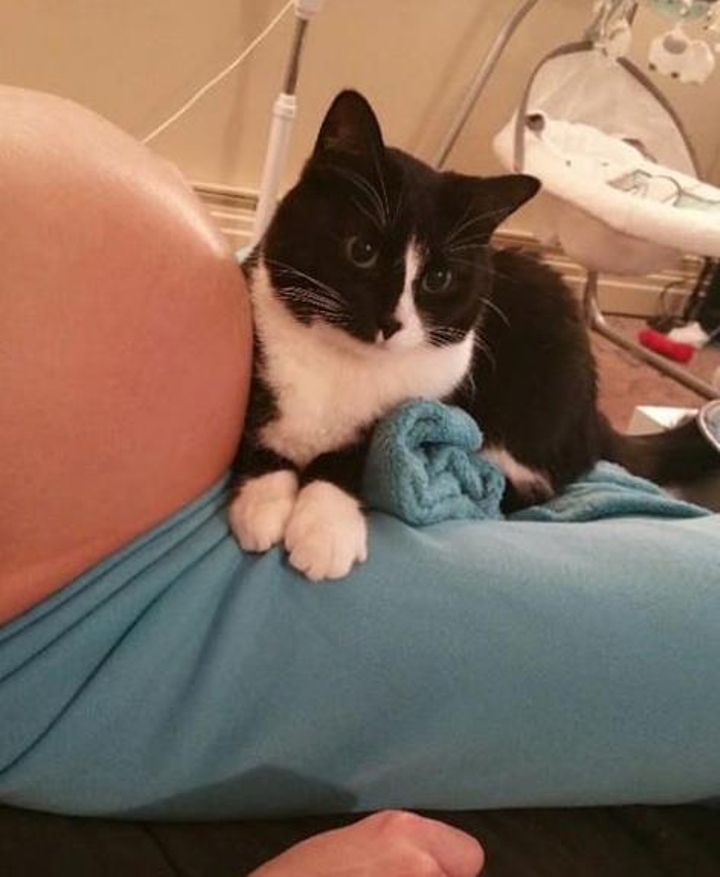 This-Cat-Has-Been-Guarding-Her-Little-Baby-Since-Before-He-Was-Born-1
