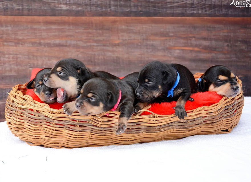 Do-You-Remember-This-Proud-Mama-from-Her-Maternity-Photoshoot-She-Gave-Birth-To-5-Super-Cute-Puppies-2