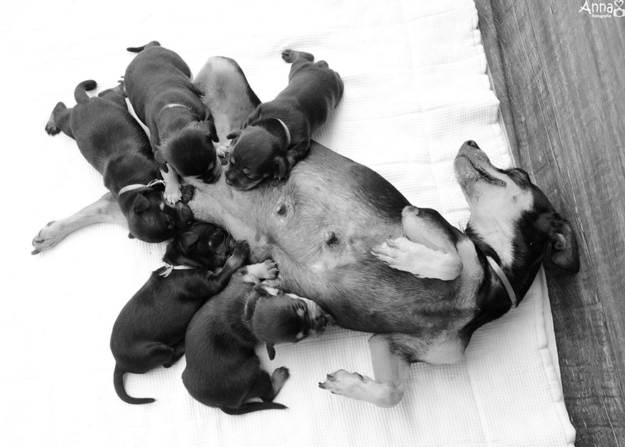 Do-You-Remember-This-Proud-Mama-from-Her-Maternity-Photoshoot-She-Gave-Birth-To-5-Super-Cute-Puppies-3