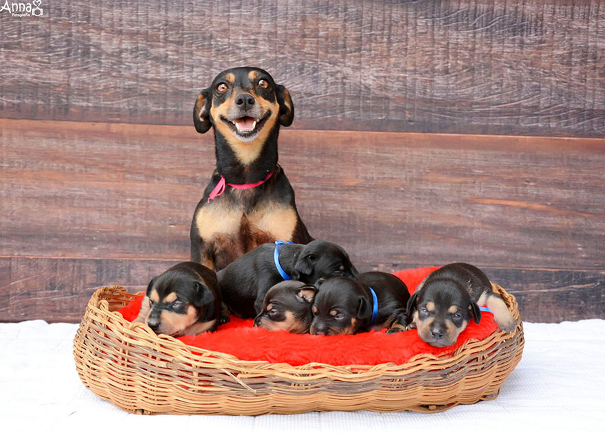 Do-You-Remember-This-Proud-Mama-from-Her-Maternity-Photoshoot-She-Gave-Birth-To-5-Super-Cute-Puppies-5