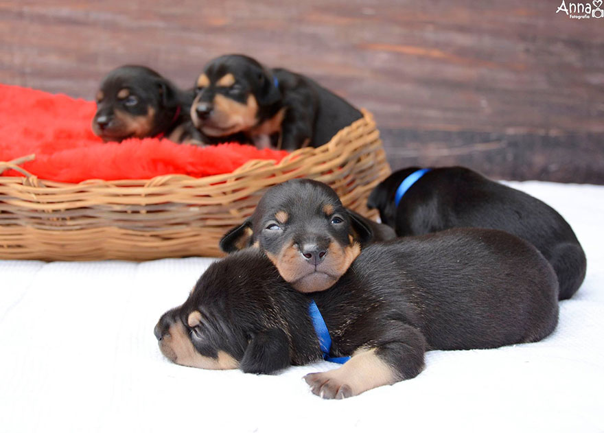 Do-You-Remember-This-Proud-Mama-from-Her-Maternity-Photoshoot-She-Gave-Birth-To-5-Super-Cute-Puppies-6