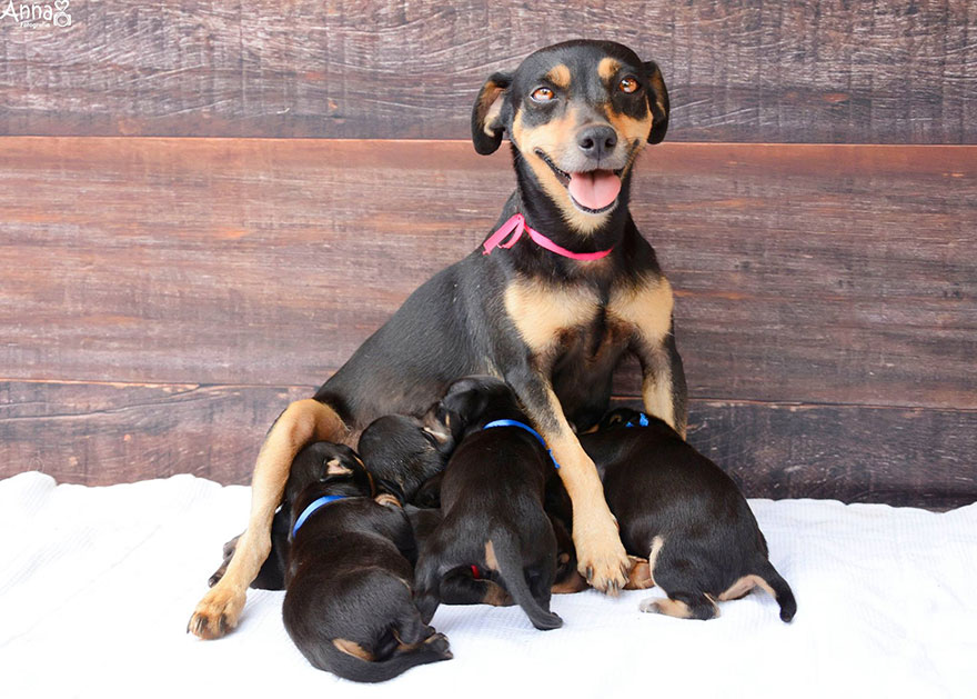 Do-You-Remember-This-Proud-Mama-from-Her-Maternity-Photoshoot-She-Gave-Birth-To-5-Super-Cute-Puppies-8