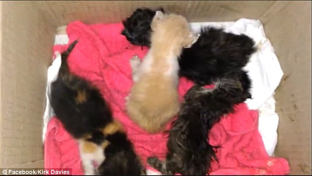 Incredible-Rescue-Story-They-Heard-Crying-Underground-And-Refused-To-Ignore-It-4