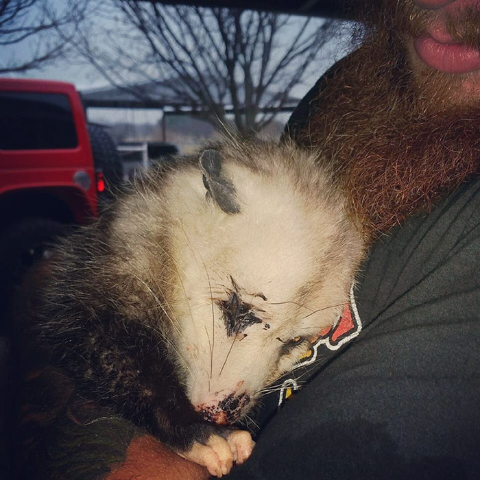 Pregnant-Opossum-That-Everyone-Thought-is-Dead-Hugged-The-Person-That-Saved-Her-Life-2