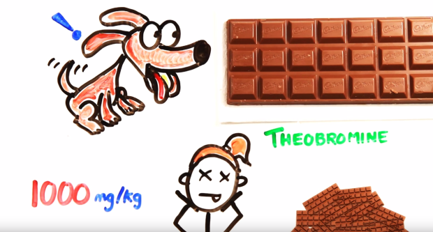 70-coffee-cups-can-kill-you-Here’s-how-much-chocolate-and-water-it-takes-to-kill-you-4