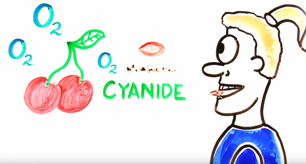 70-coffee-cups-can-kill-you-Here’s-how-much-chocolate-and-water-it-takes-to-kill-you-5