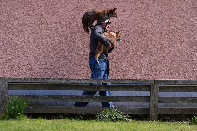 Eternal-Gratitude-This-Man-Saved-2-Foxes-and-Now-They’re-Inseparable-1