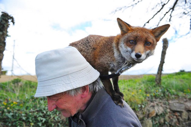 Eternal-Gratitude-This-Man-Saved-2-Foxes-and-Now-They’re-Inseparable-2