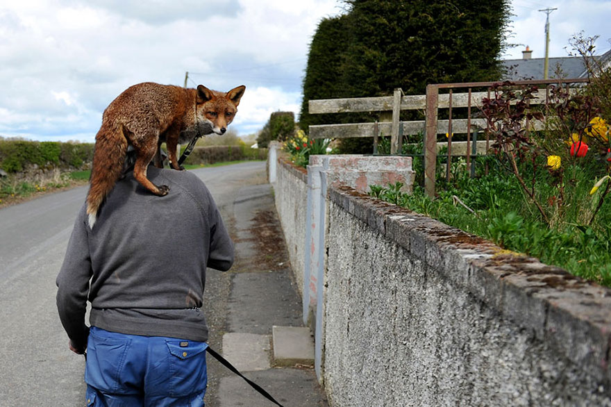 Eternal-Gratitude-This-Man-Saved-2-Foxes-and-Now-They’re-Inseparable-3