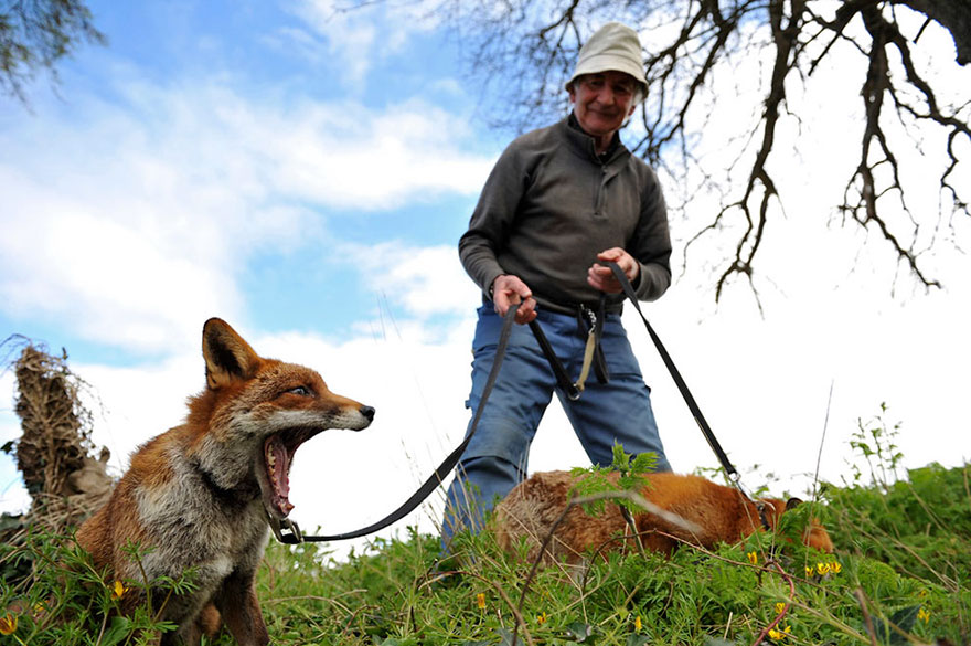 Eternal-Gratitude-This-Man-Saved-2-Foxes-and-Now-They’re-Inseparable-4