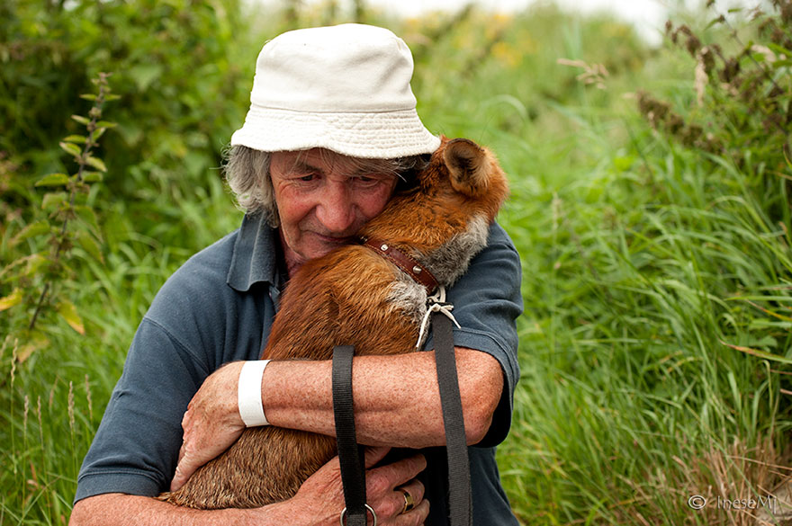 Eternal-Gratitude-This-Man-Saved-2-Foxes-and-Now-They’re-Inseparable-5
