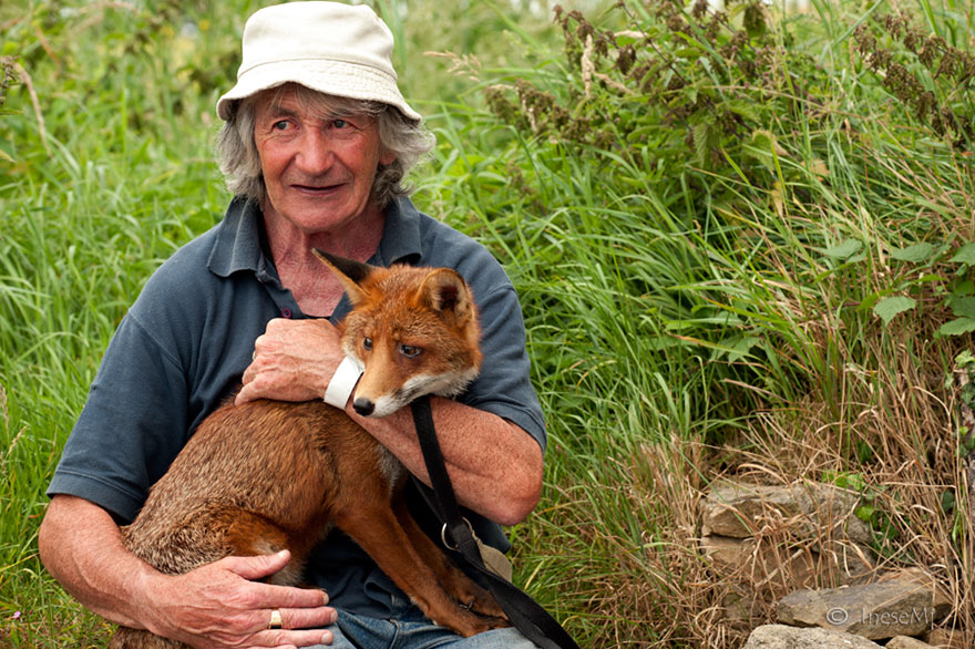 Eternal-Gratitude-This-Man-Saved-2-Foxes-and-Now-They’re-Inseparable-7