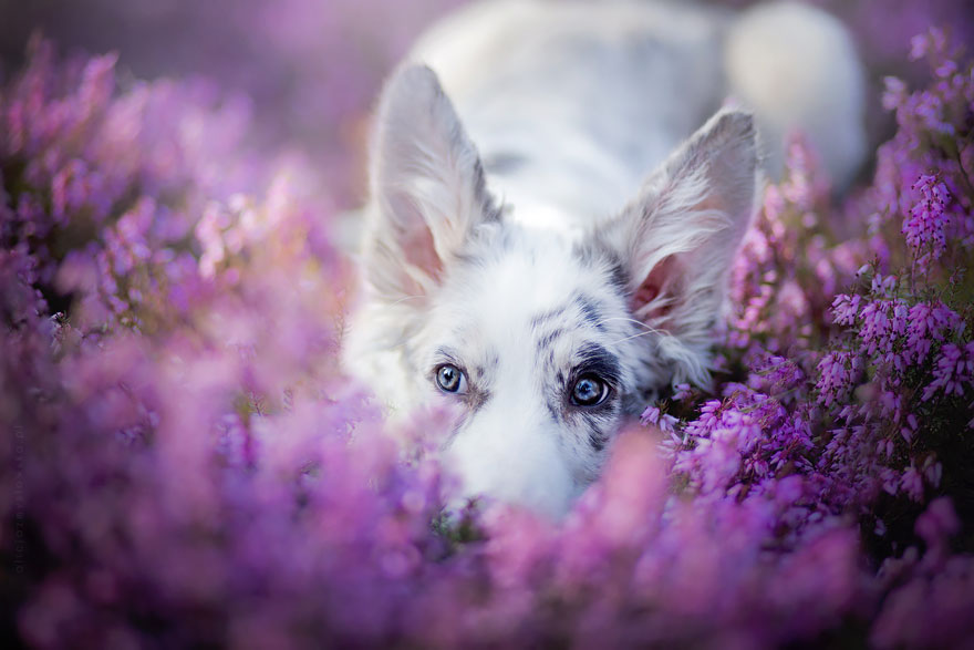 Polish-Photographer-Takes-The-Most-Amazing-Dog-Photos-Ever-11