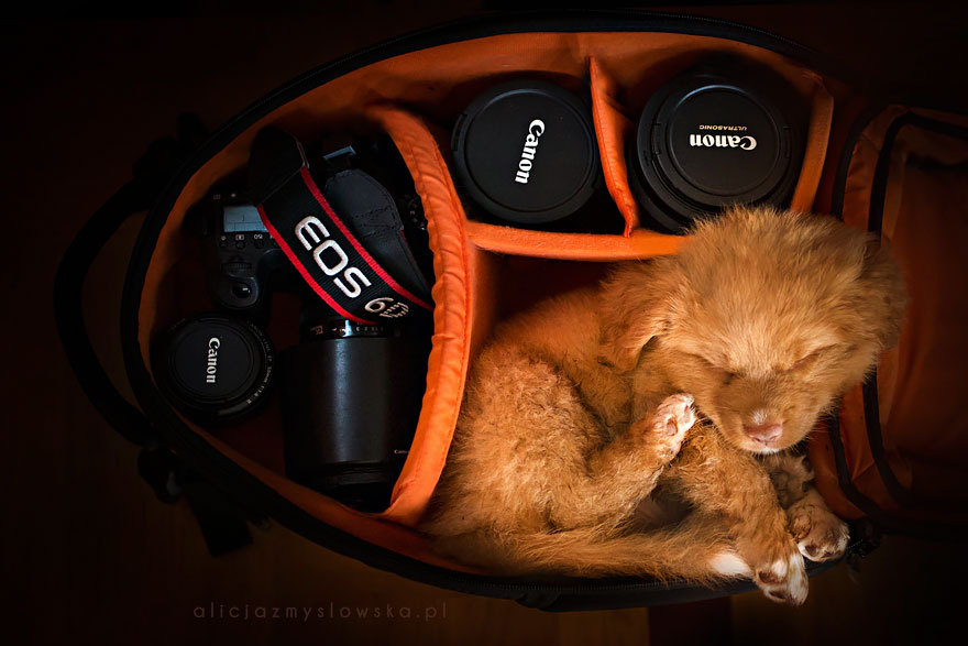 Polish-Photographer-Takes-The-Most-Amazing-Dog-Photos-Ever-12