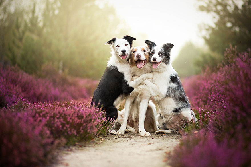 Polish-Photographer-Takes-The-Most-Amazing-Dog-Photos-Ever-2