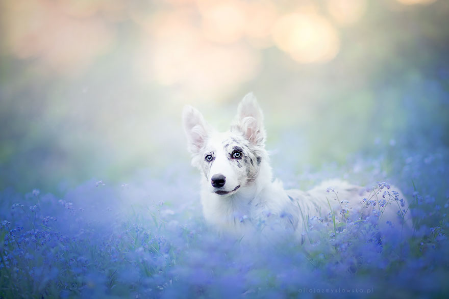 Polish-Photographer-Takes-The-Most-Amazing-Dog-Photos-Ever-3
