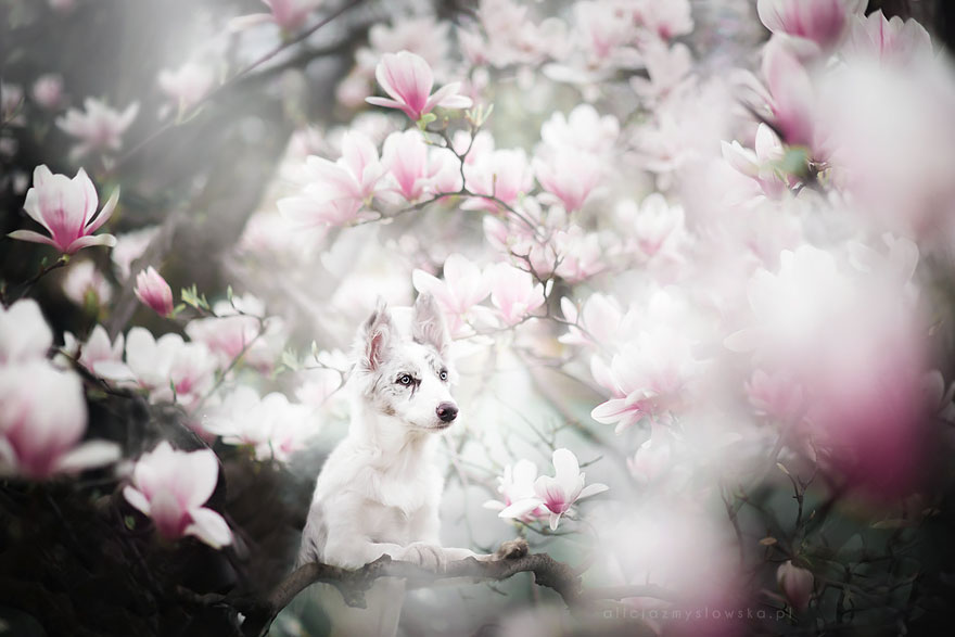 Polish-Photographer-Takes-The-Most-Amazing-Dog-Photos-Ever-4