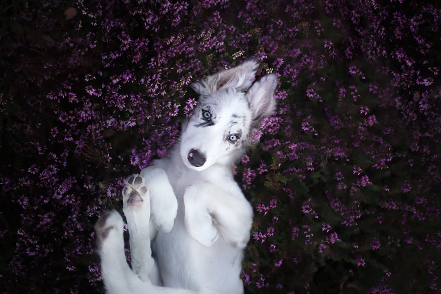 Polish-Photographer-Takes-The-Most-Amazing-Dog-Photos-Ever-5