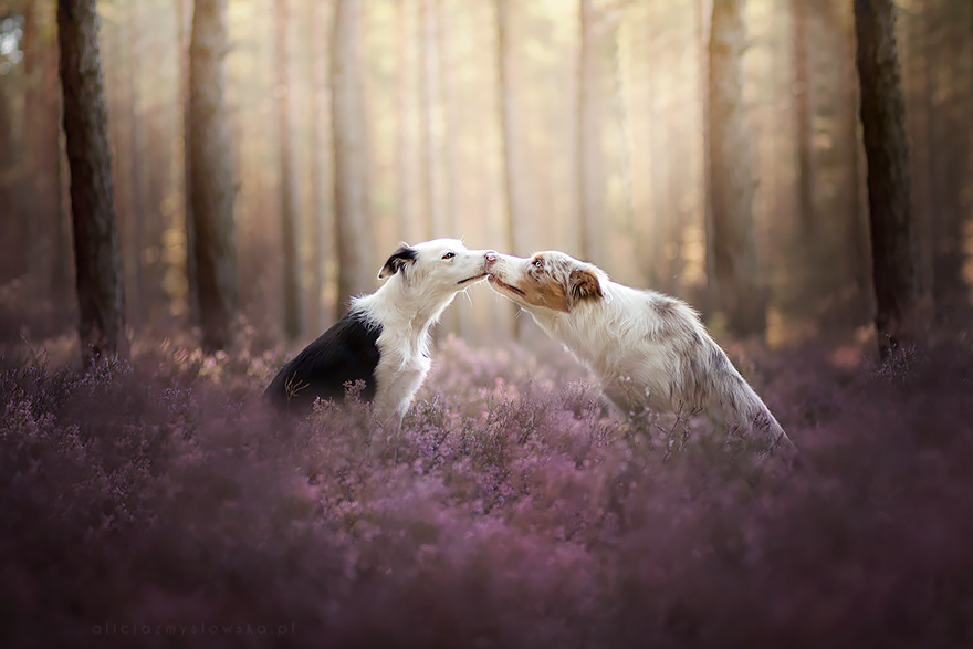 Polish-Photographer-Takes-The-Most-Amazing-Dog-Photos-Ever-7