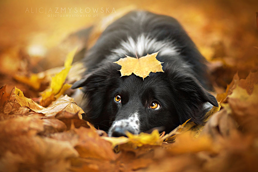 Polish-Photographer-Takes-The-Most-Amazing-Dog-Photos-Ever-8