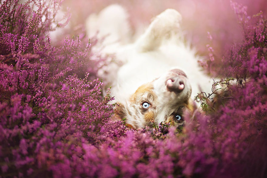 Polish-Photographer-Takes-The-Most-Amazing-Dog-Photos-Ever-9