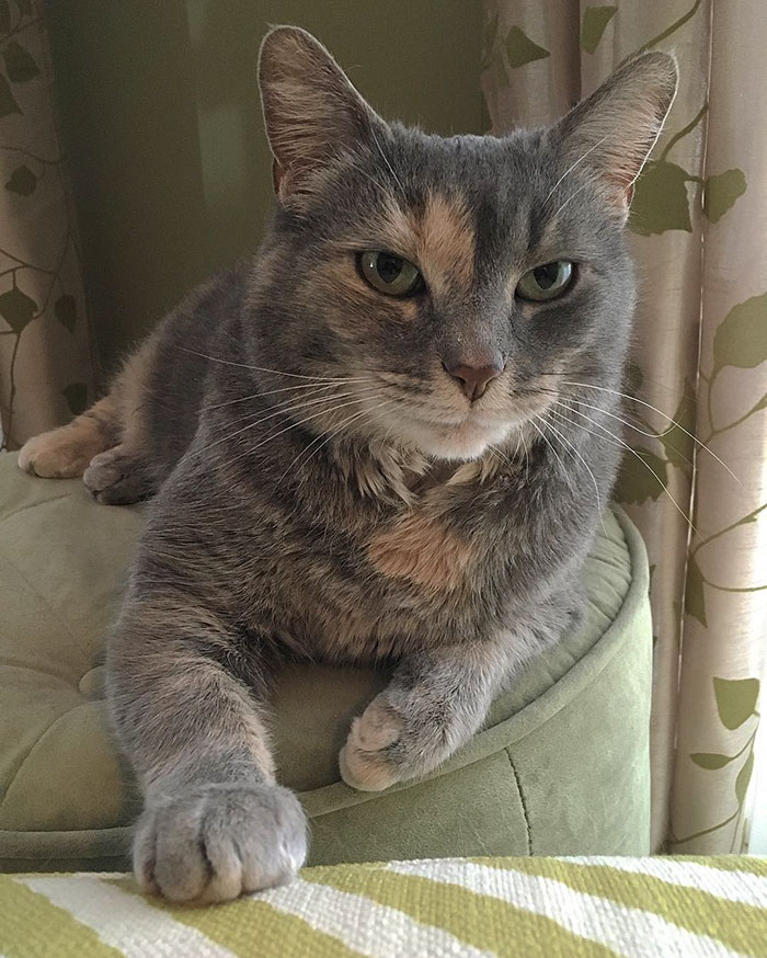 The-Most-Purfect-Prom-Date-Ever-A-Guy-Took-His-Beloved-Cat-to-Prom-5