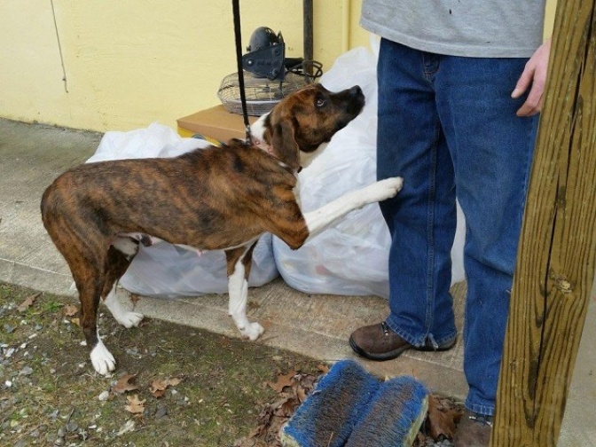 The-Photo-That-Made-the-World-Cry-A-Dog-is-Begging-Owner-Not-to-Leave-Her-Behind-1