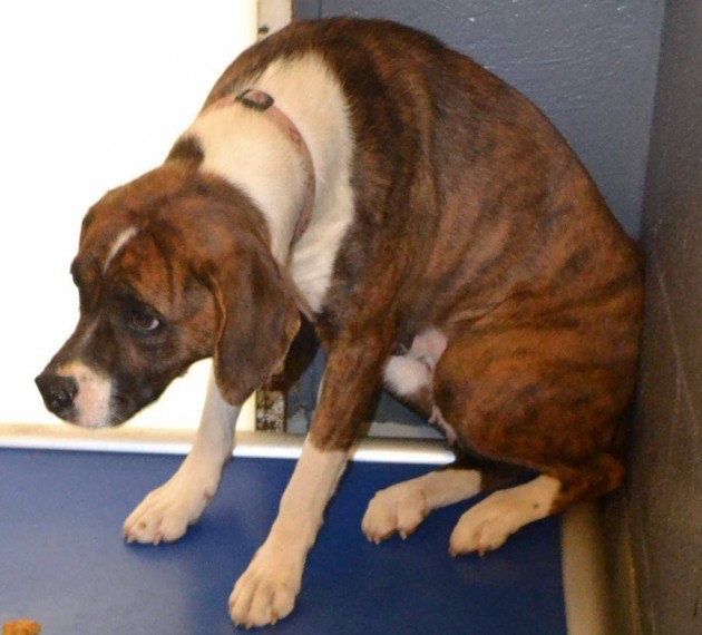 The-Photo-That-Made-the-World-Cry-A-Dog-is-Begging-Owner-Not-to-Leave-Her-Behind-2